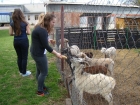 Projekt Comenius - návšteva SOŠ veterinárnej v Barci - foto